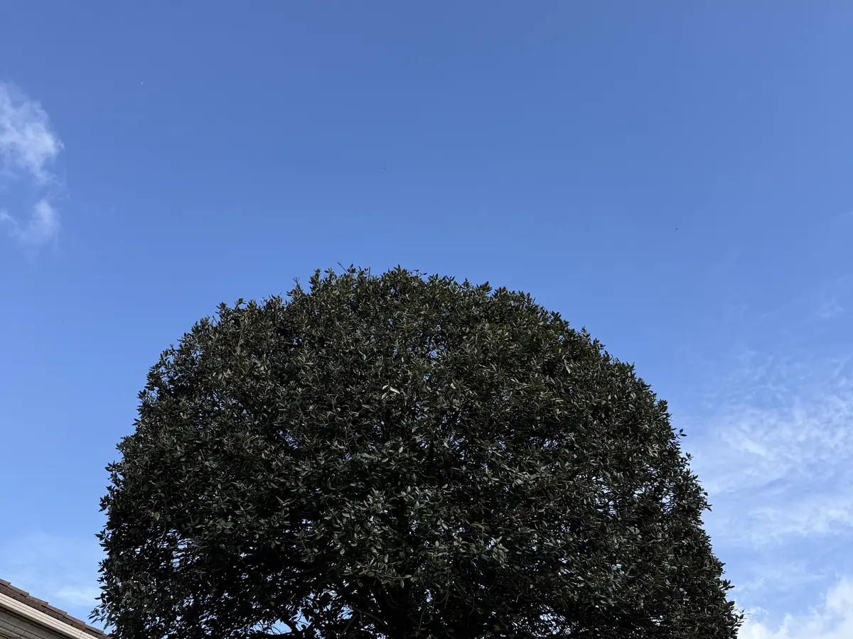 Taille en boule d'un arbre – réalisation E-H Paysagiste