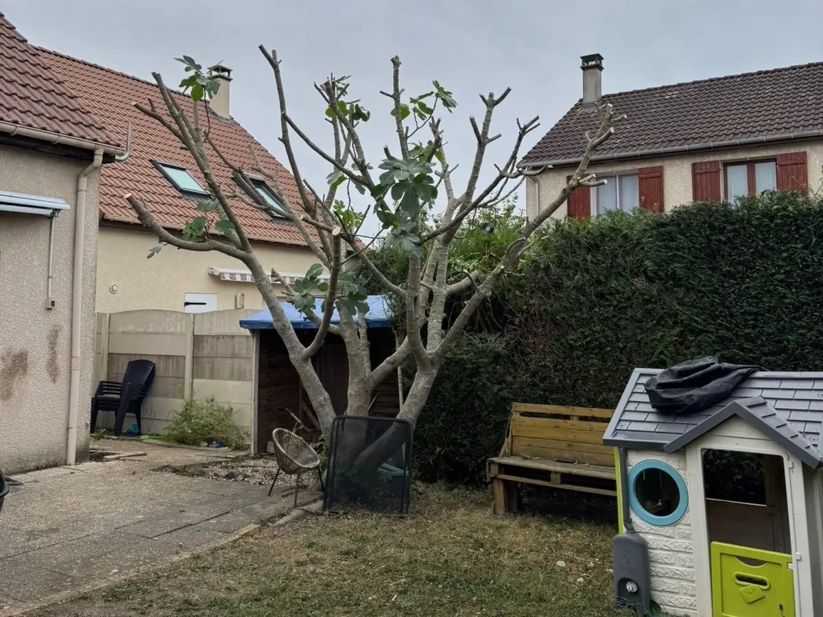 Taille d'un figuier – réalisation E-H Paysagiste